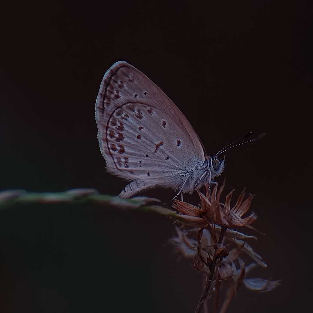 Kupu- kupu