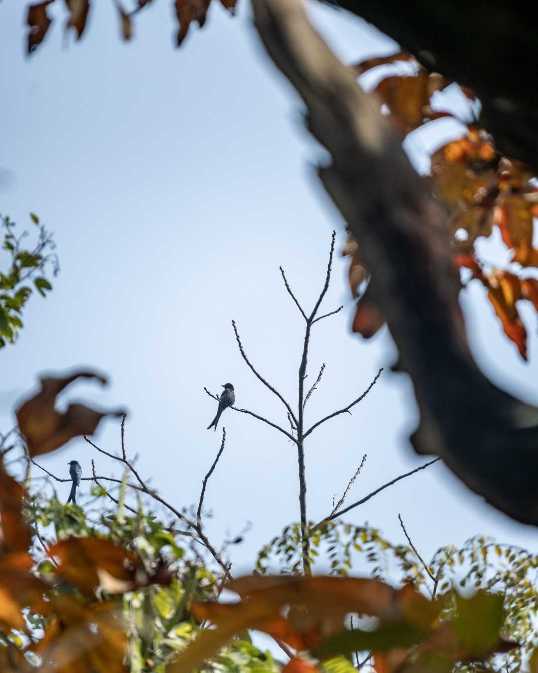 Black Drongo
