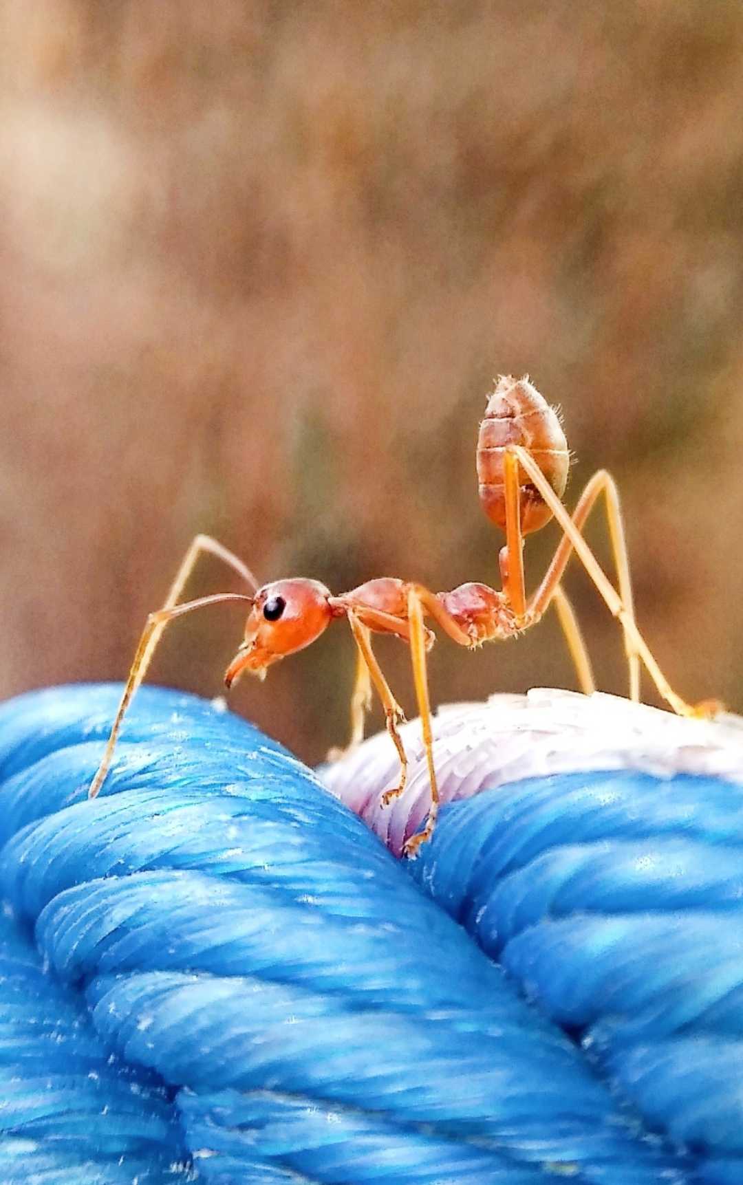 Semut Rangrang ( weaver ant )