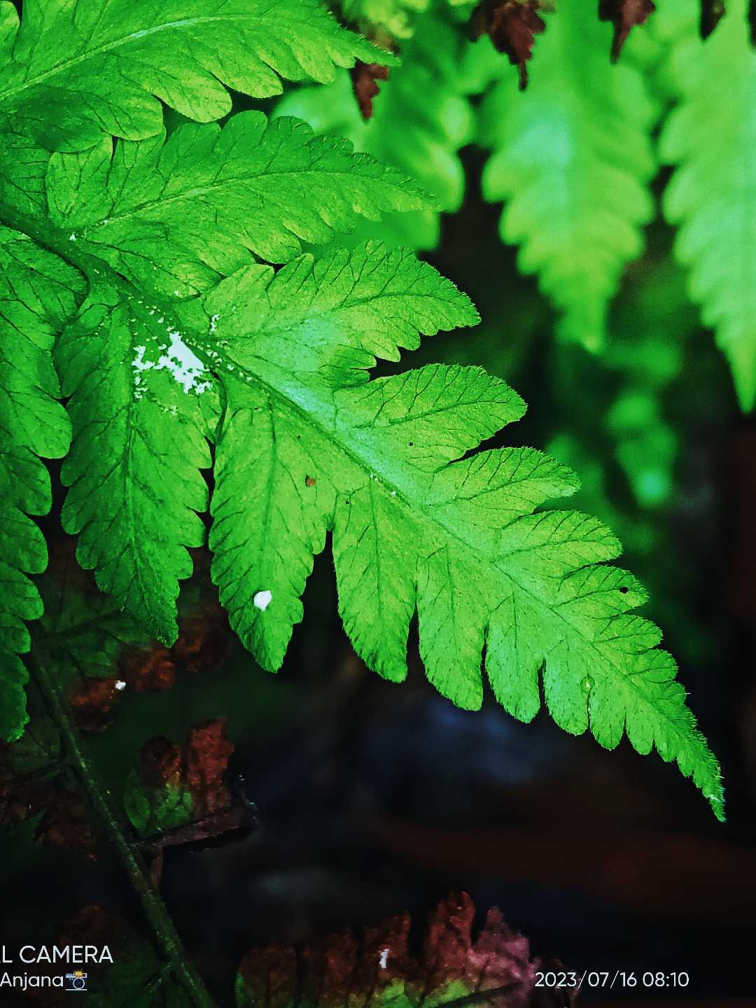 Green leaf 🌿🍀