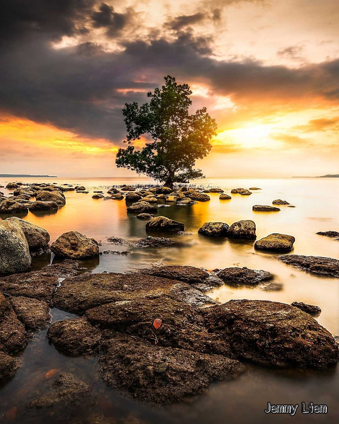 sunset on the tree