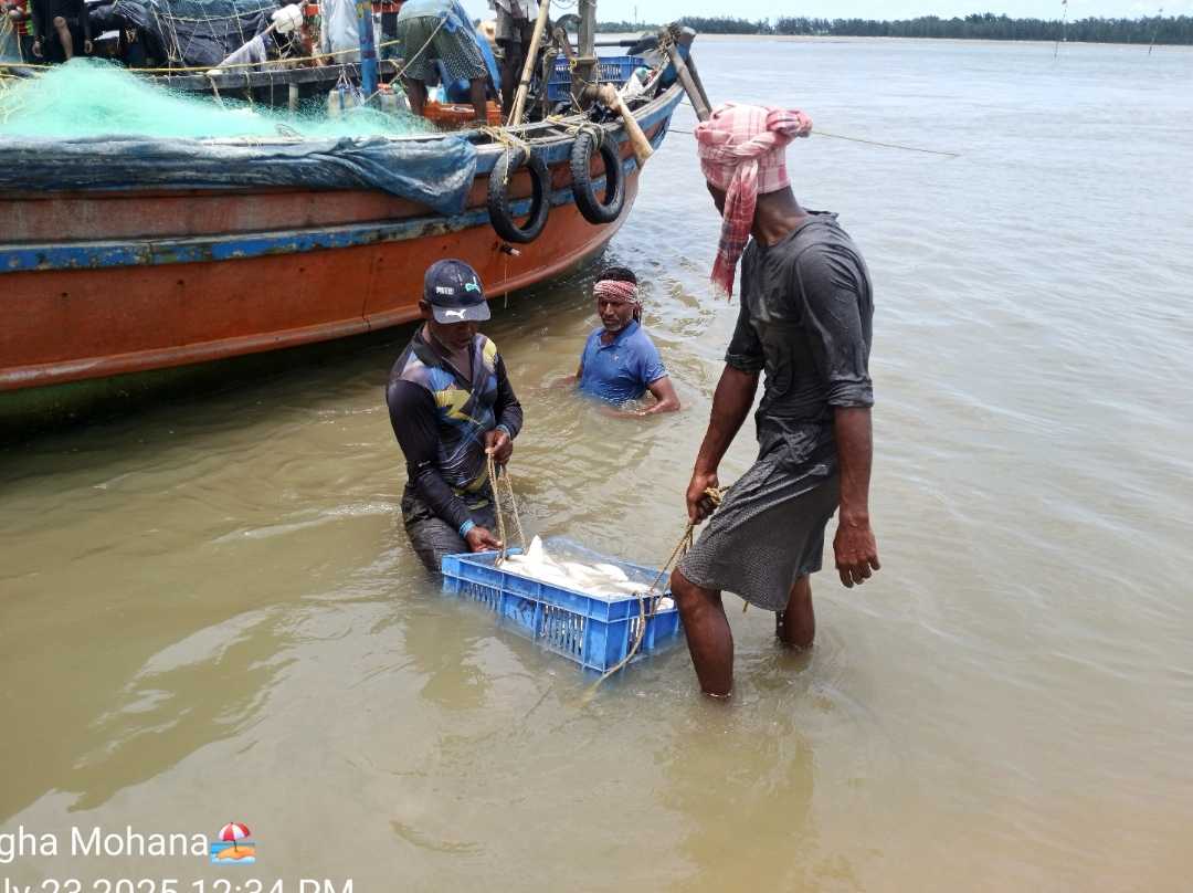 Catching hilsa fish 🐟🐠