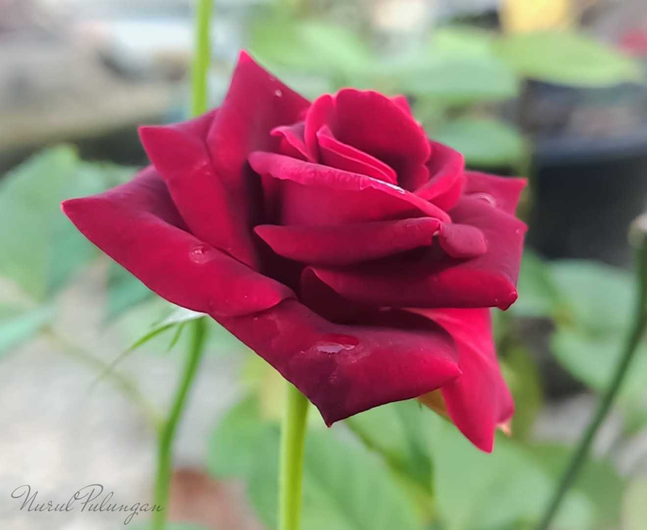 arti mawar merah