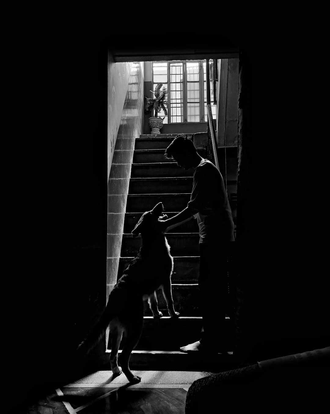 Dogs 💜