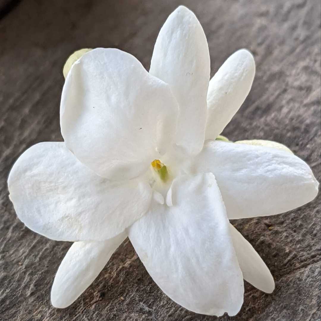 MELATI WANGI
