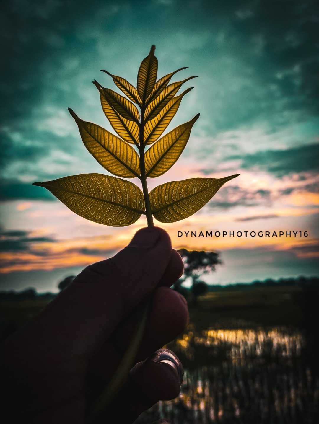 💛💚🌿Nature 🌿💚💛