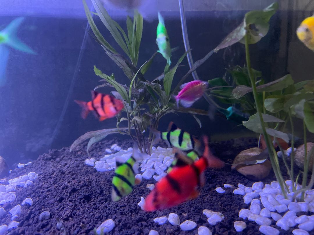 fish
