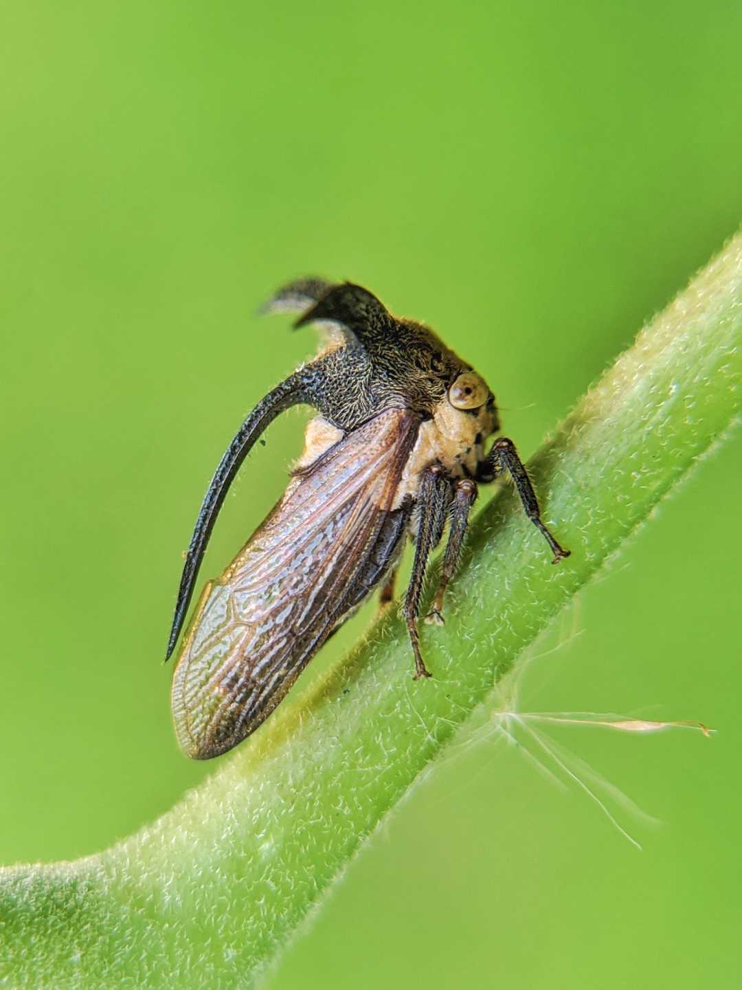 Treehoppers