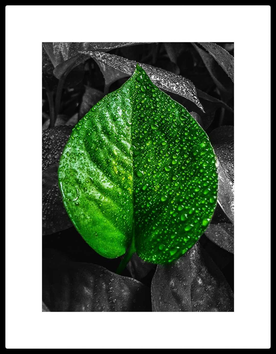 Color splash photography .