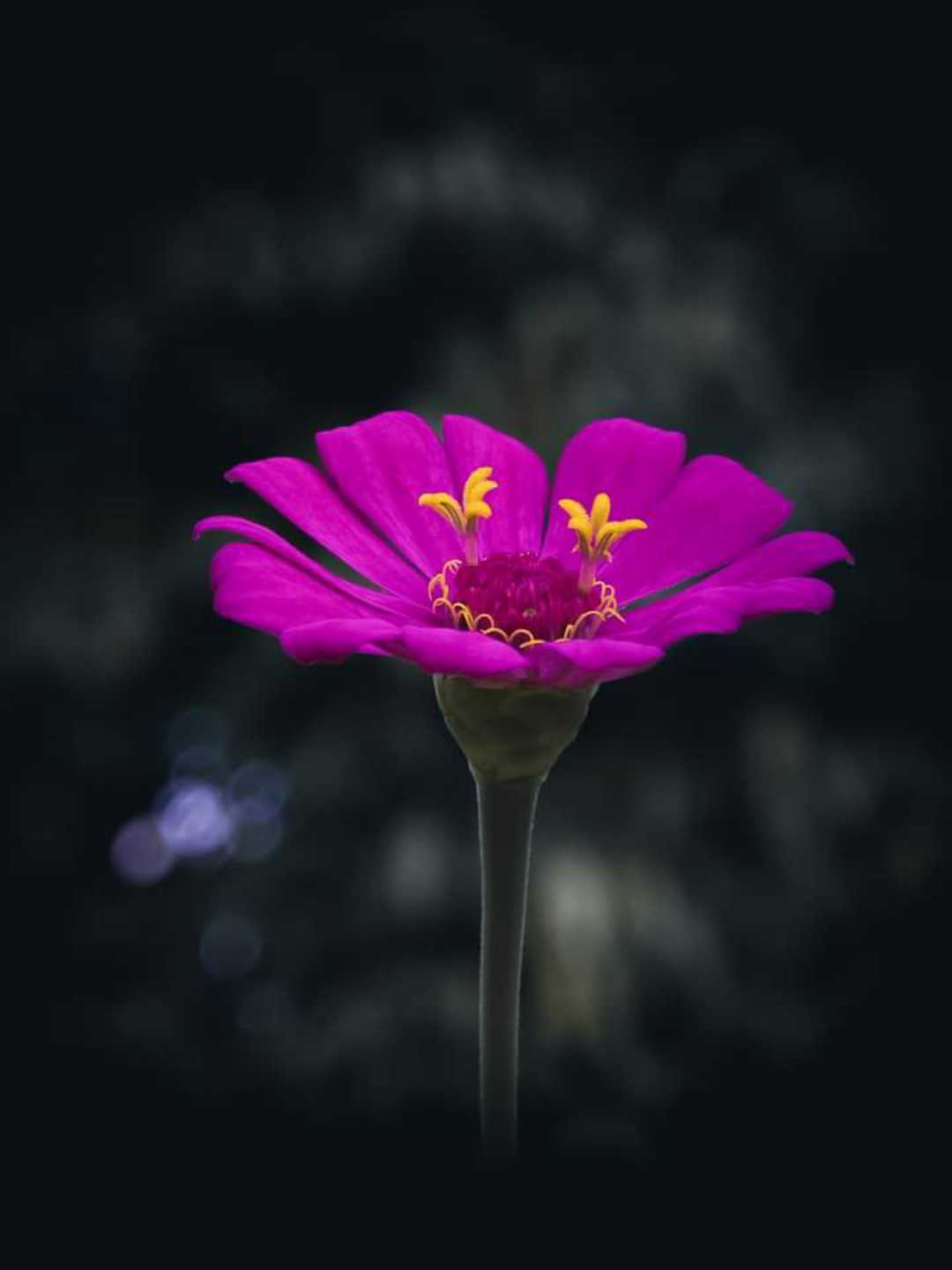 Zinnia