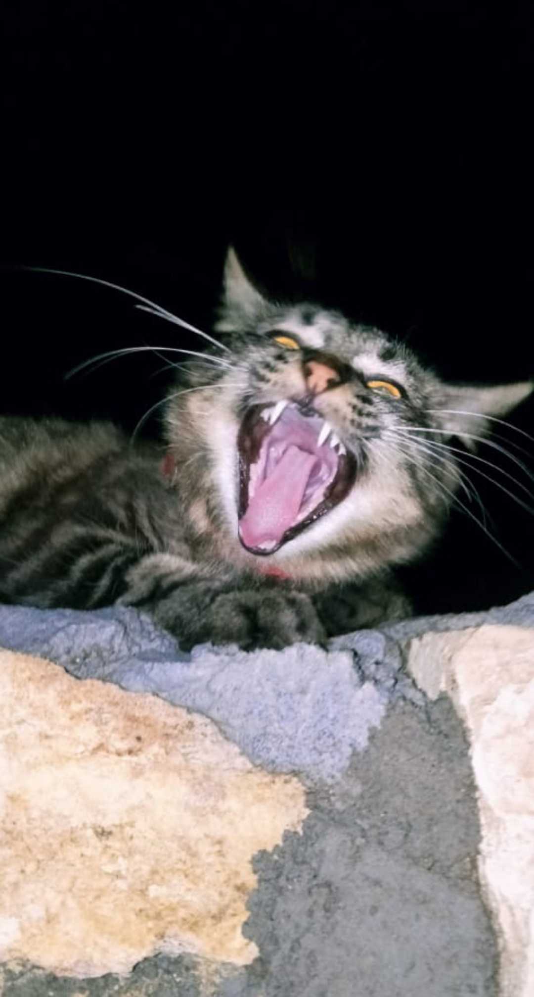 Kucing Kesayangan (Marjun)