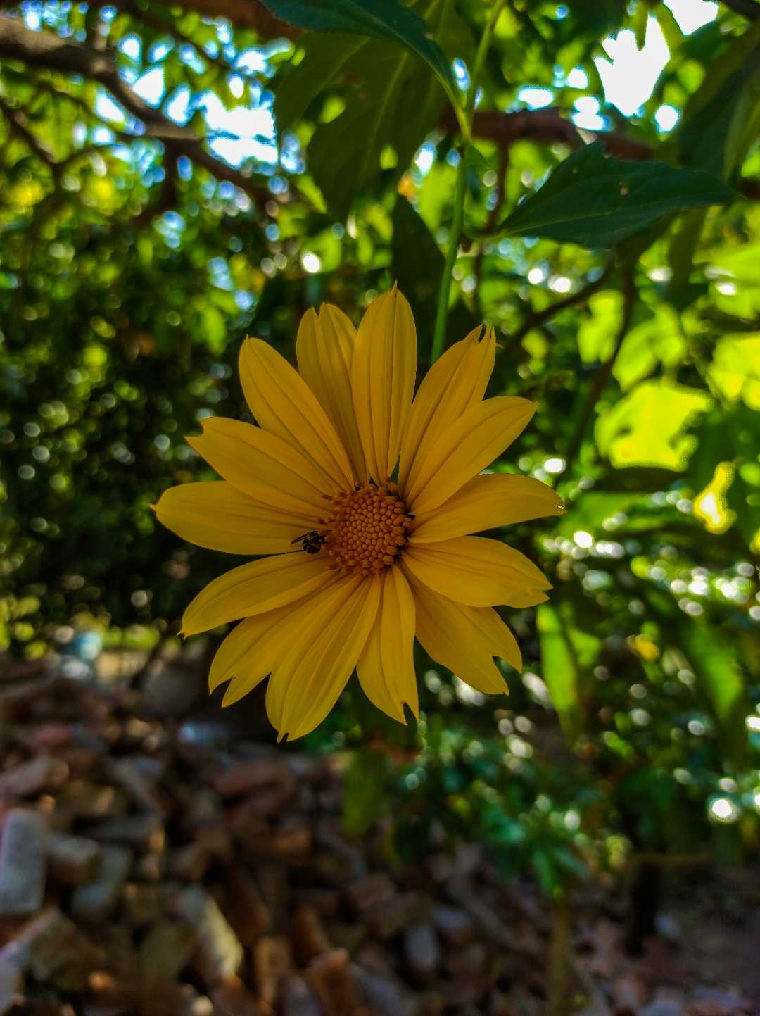 flower