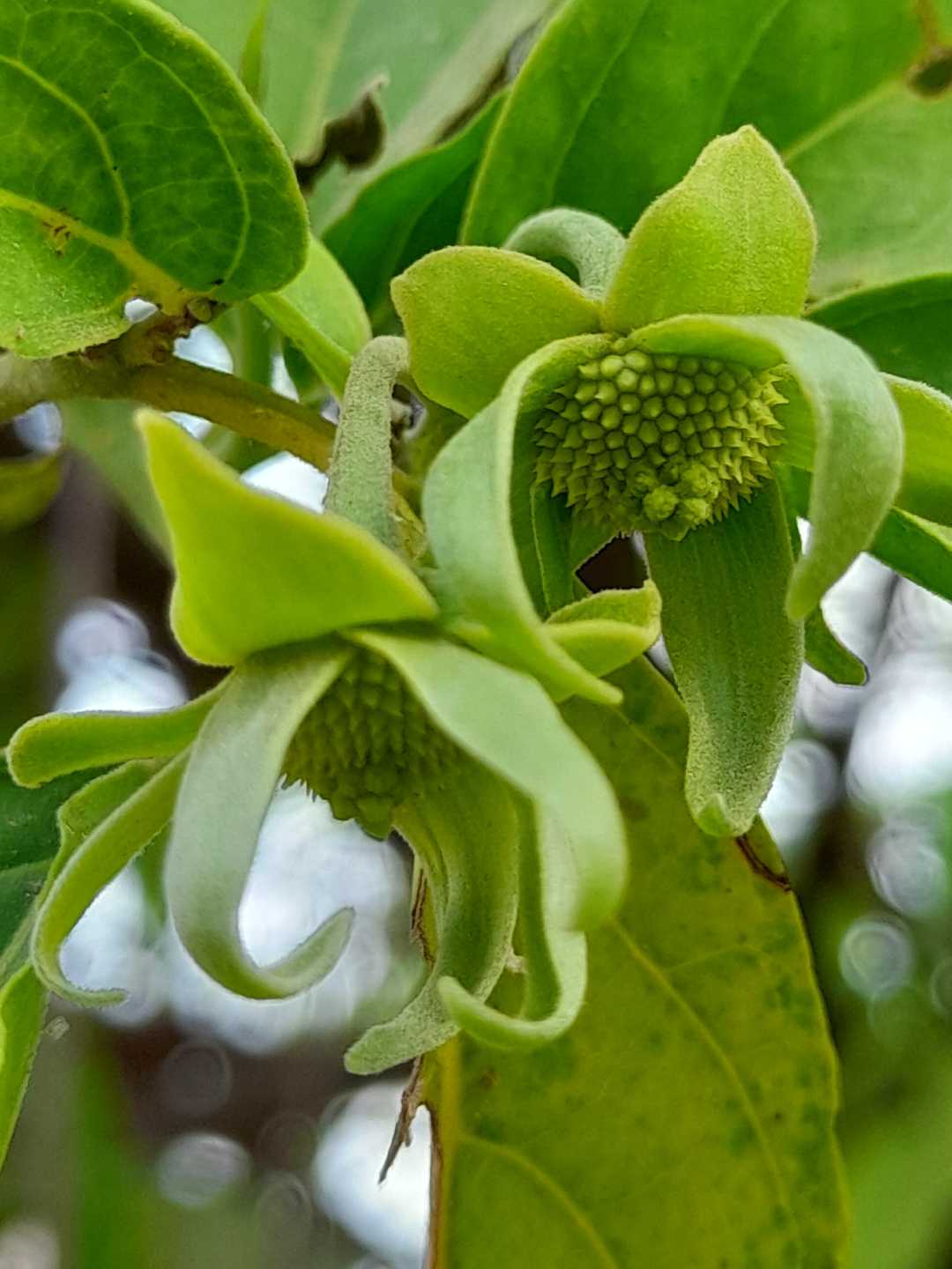Kenanga