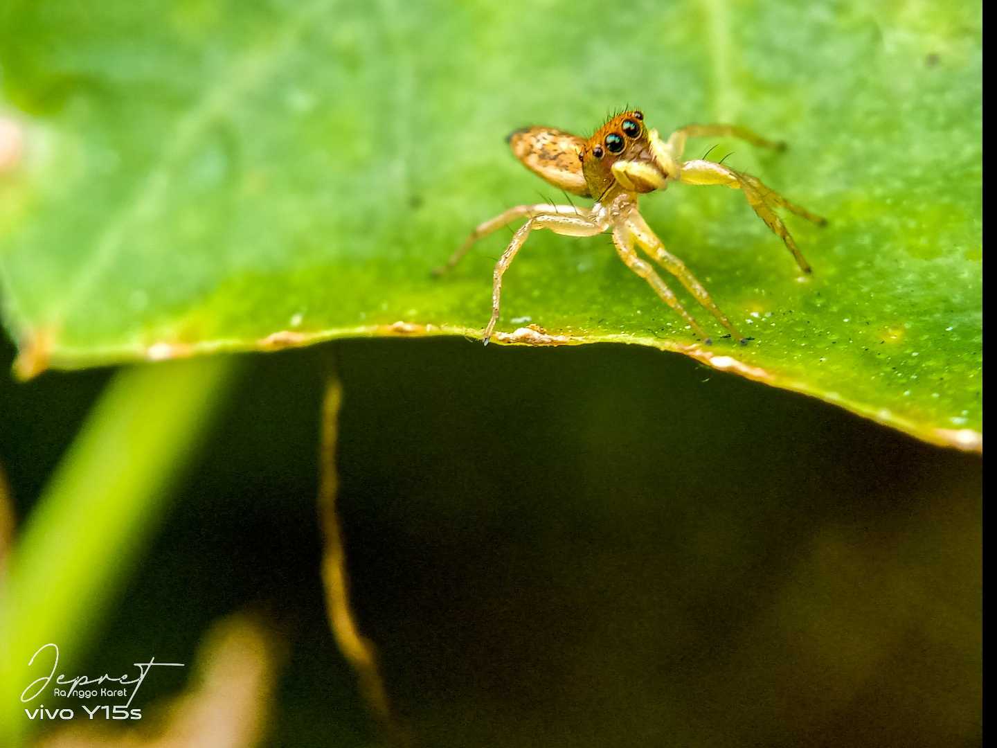 Jumper
