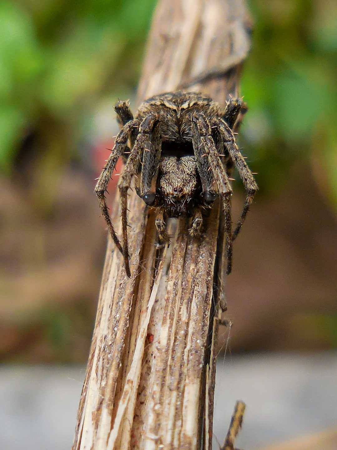 8 legs 8 eye