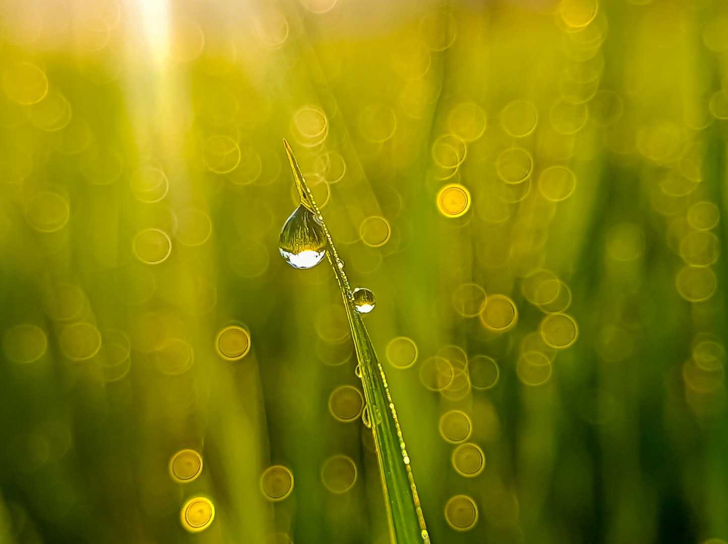 Morning Drops
