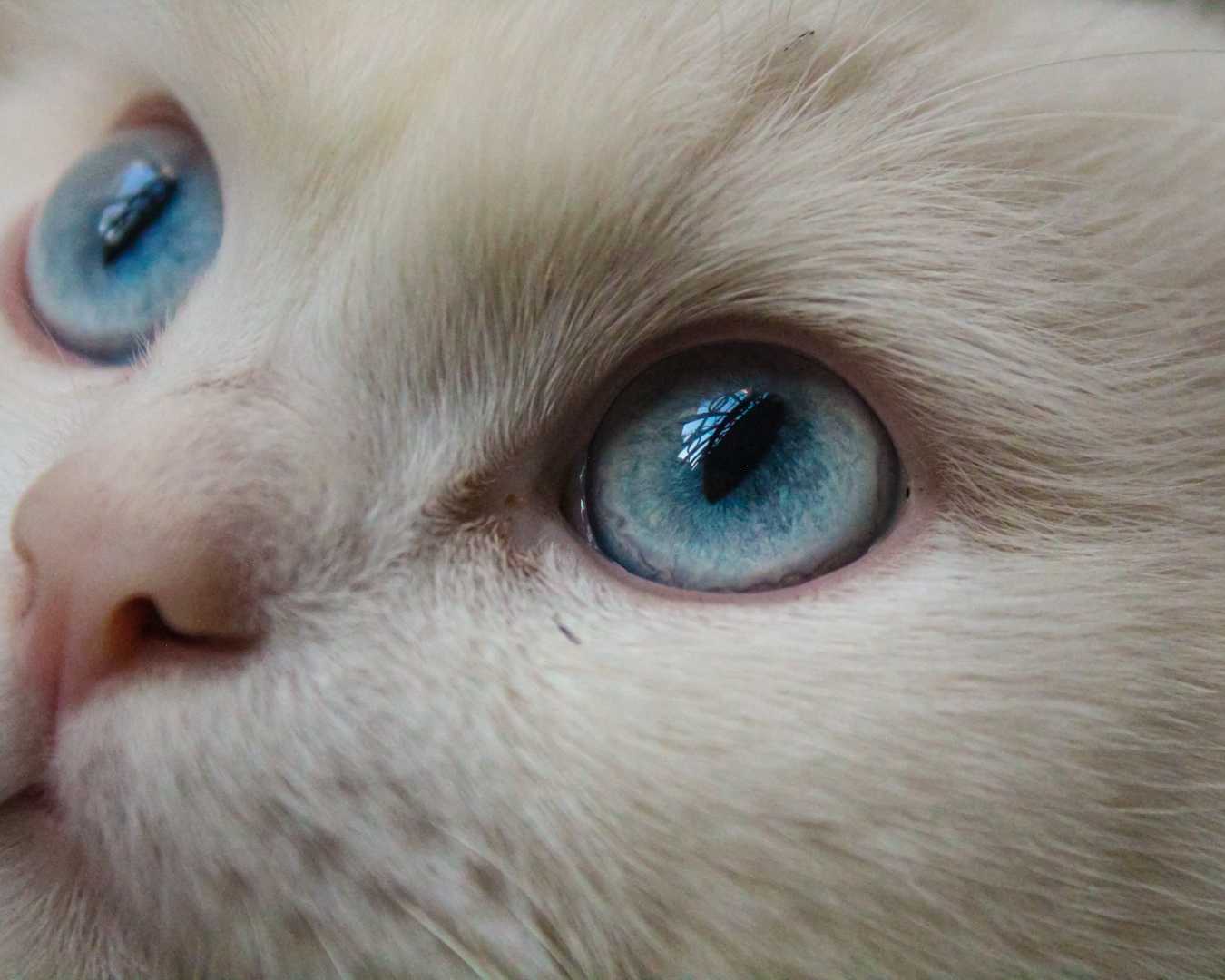 Ocean in the Eye's