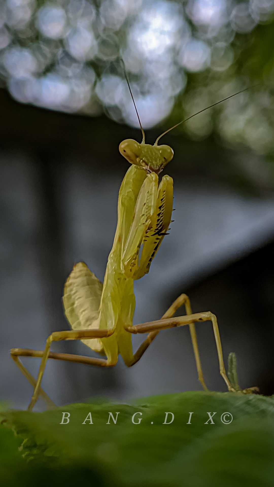 Praying Mantis
