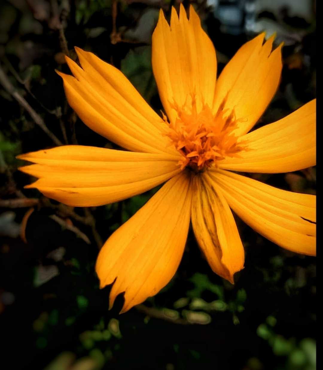 [Sulfur cosmos}