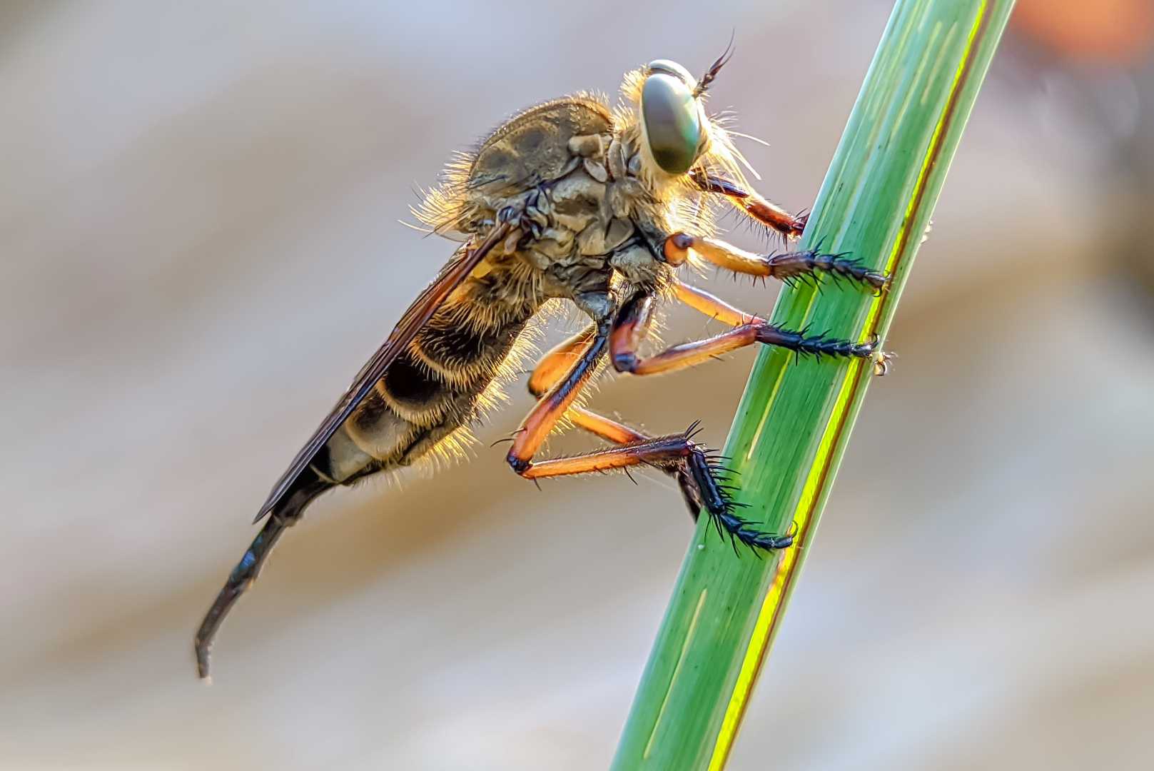 lalat rampok atau promachus