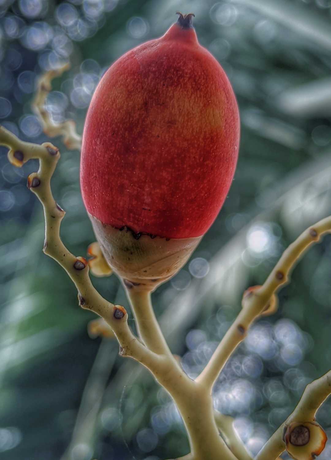 Buah Pohon Palem