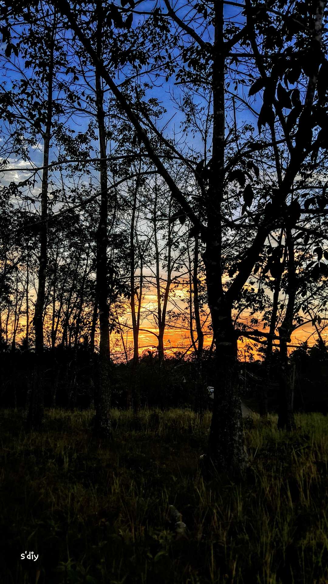 pohon karet