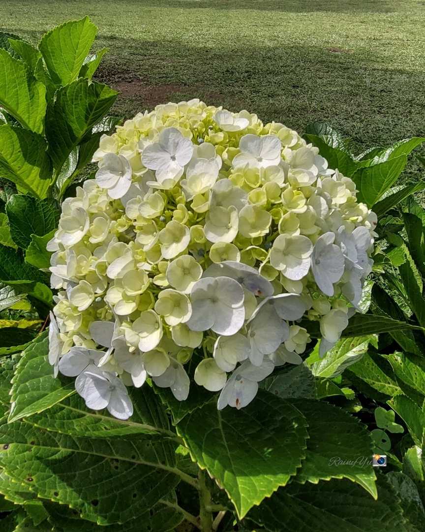 Hydrangea macrophylla