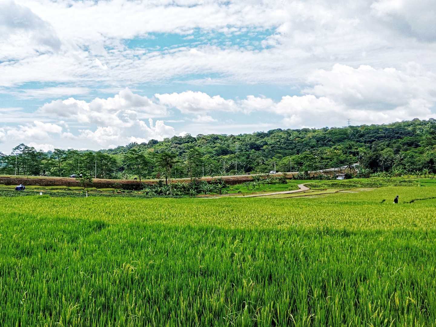 sawah
