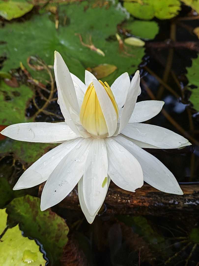 teratai putih 