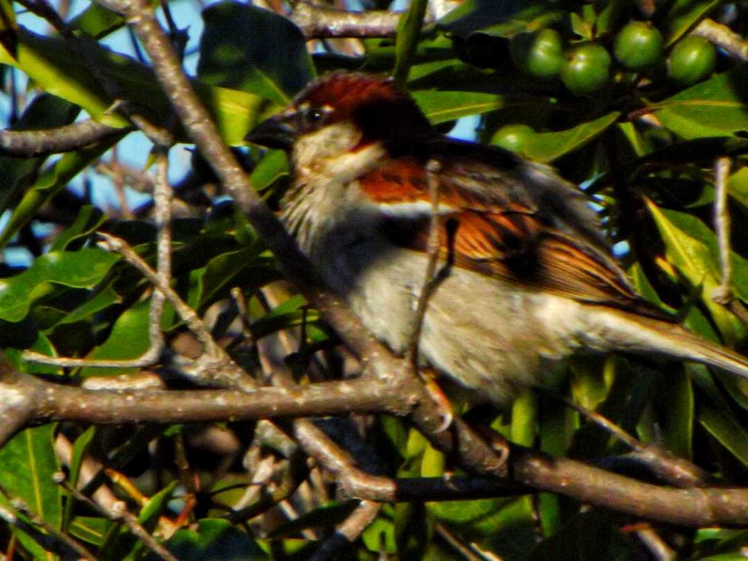 pájaro de playa ancha