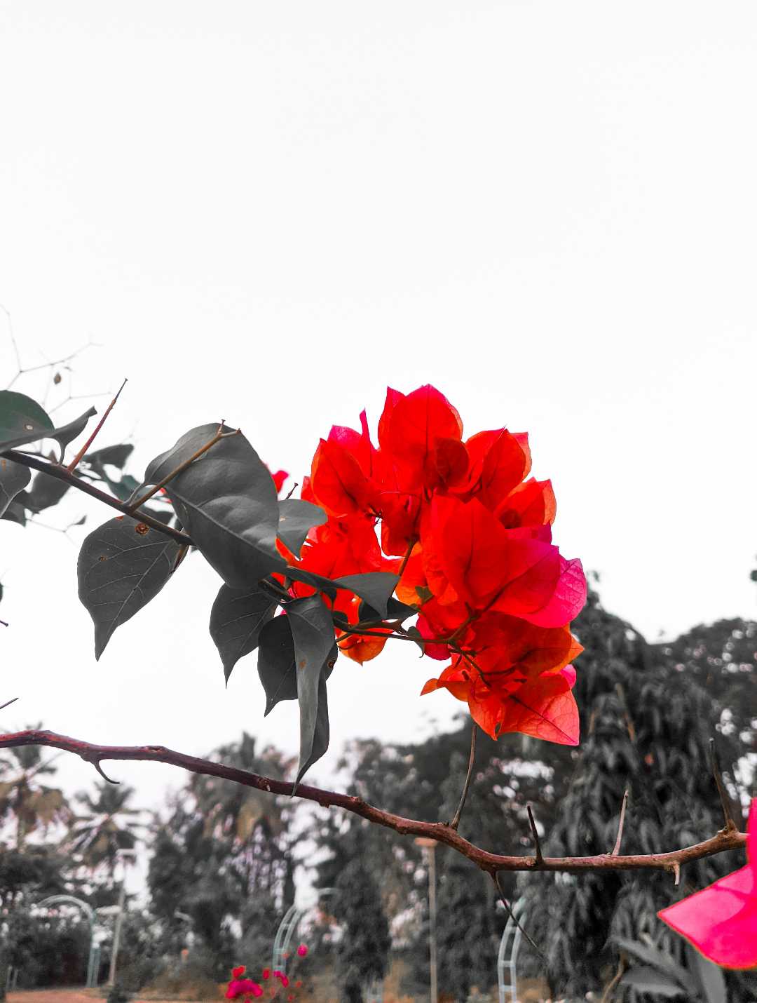 bunch of flowers 