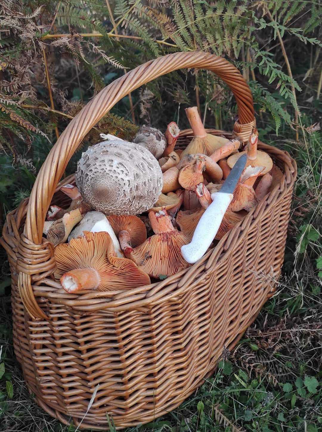 Fungi 