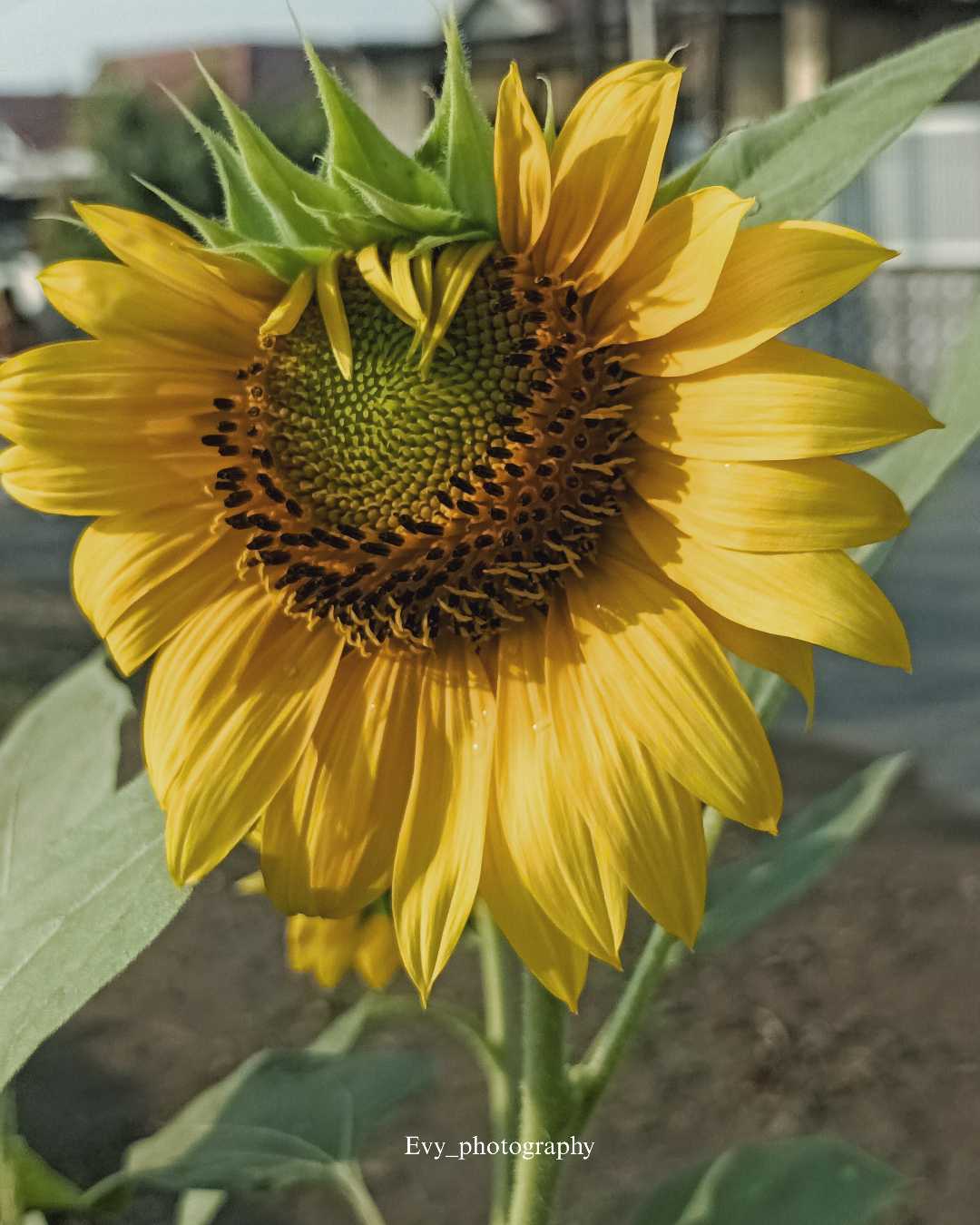 Sun Flower