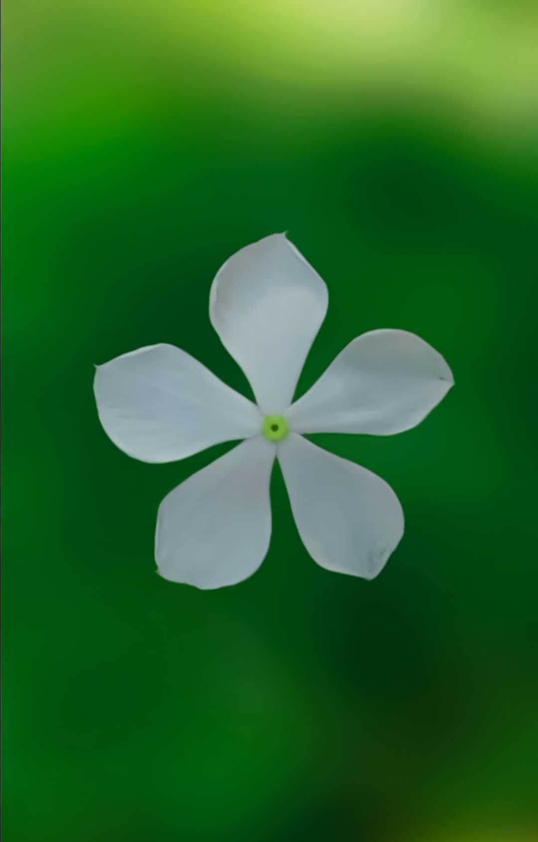 ফুল মানে সুন্দর 