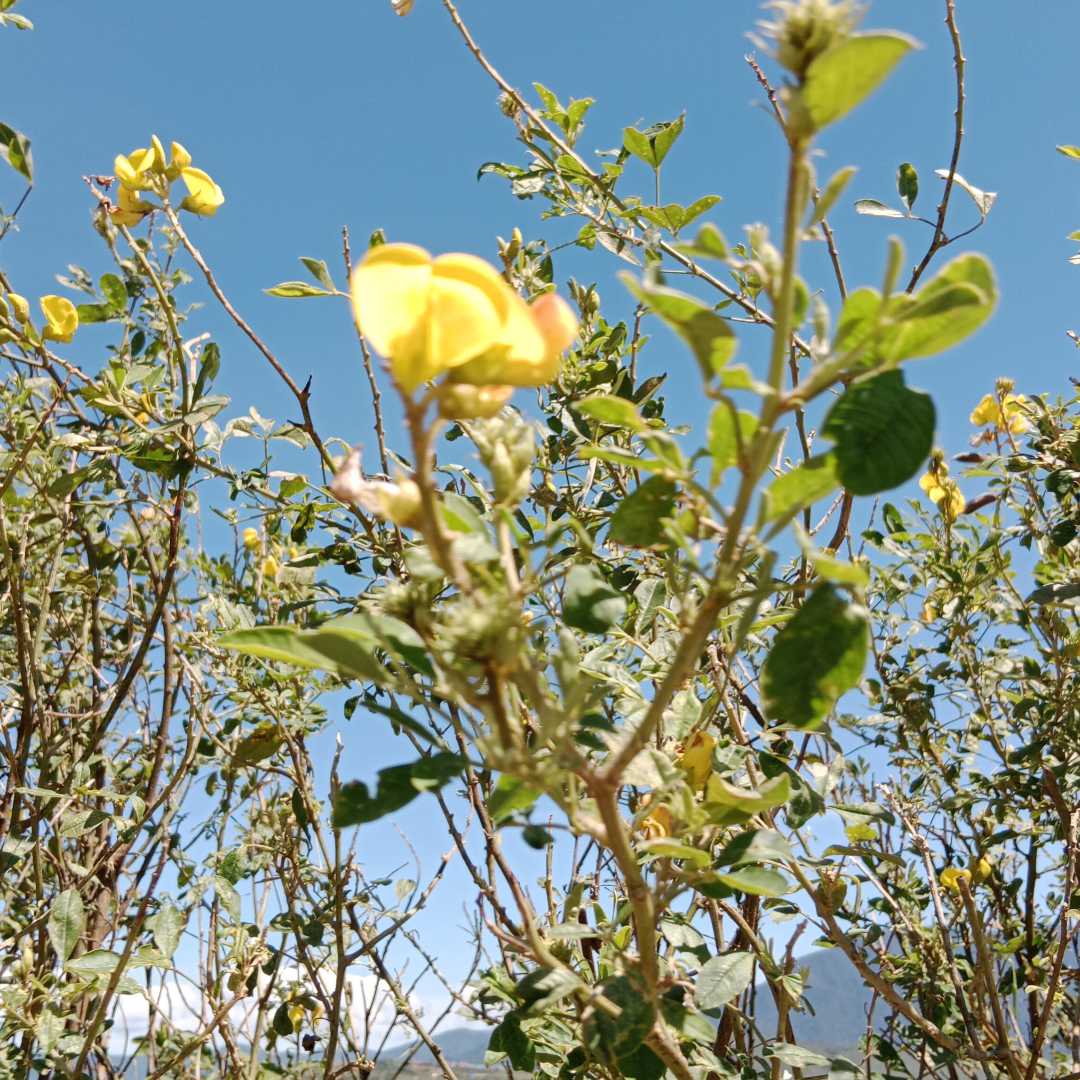 🌼🌼