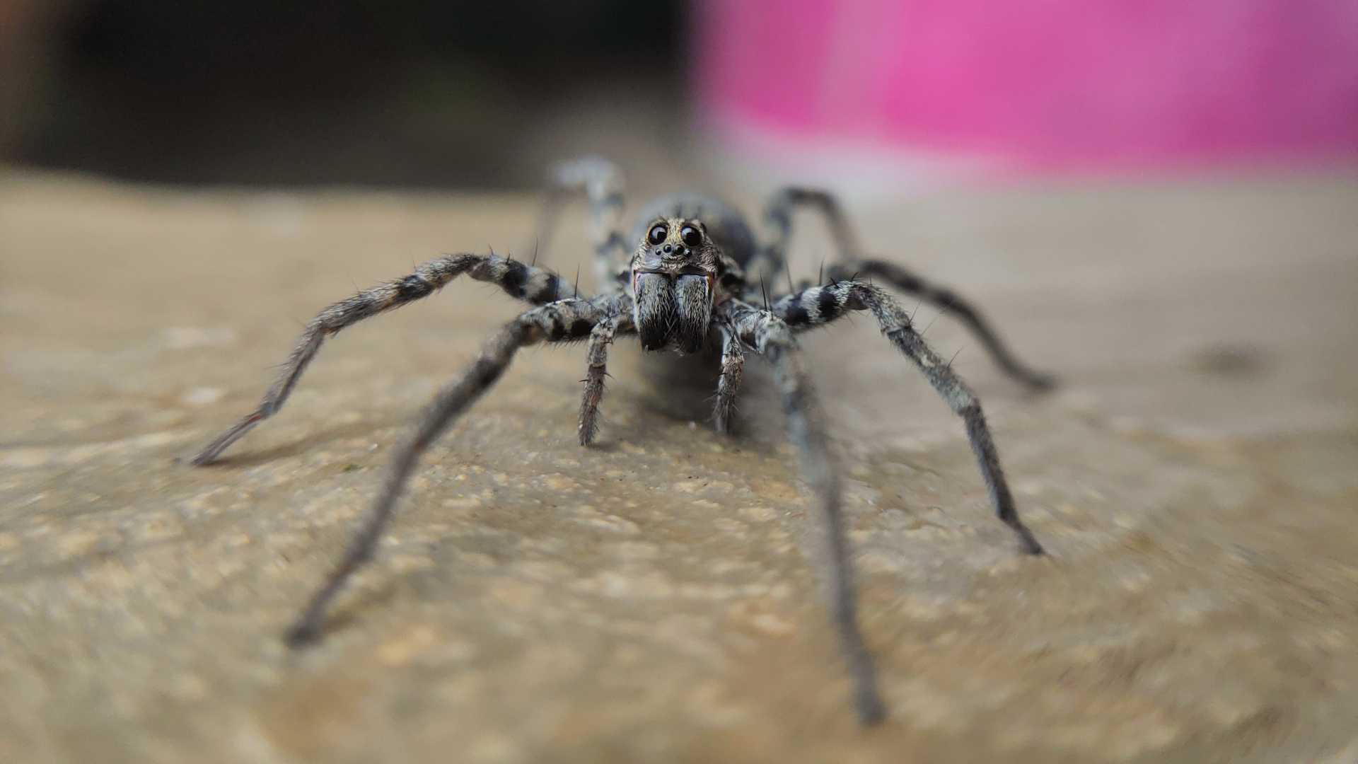 macrophotography