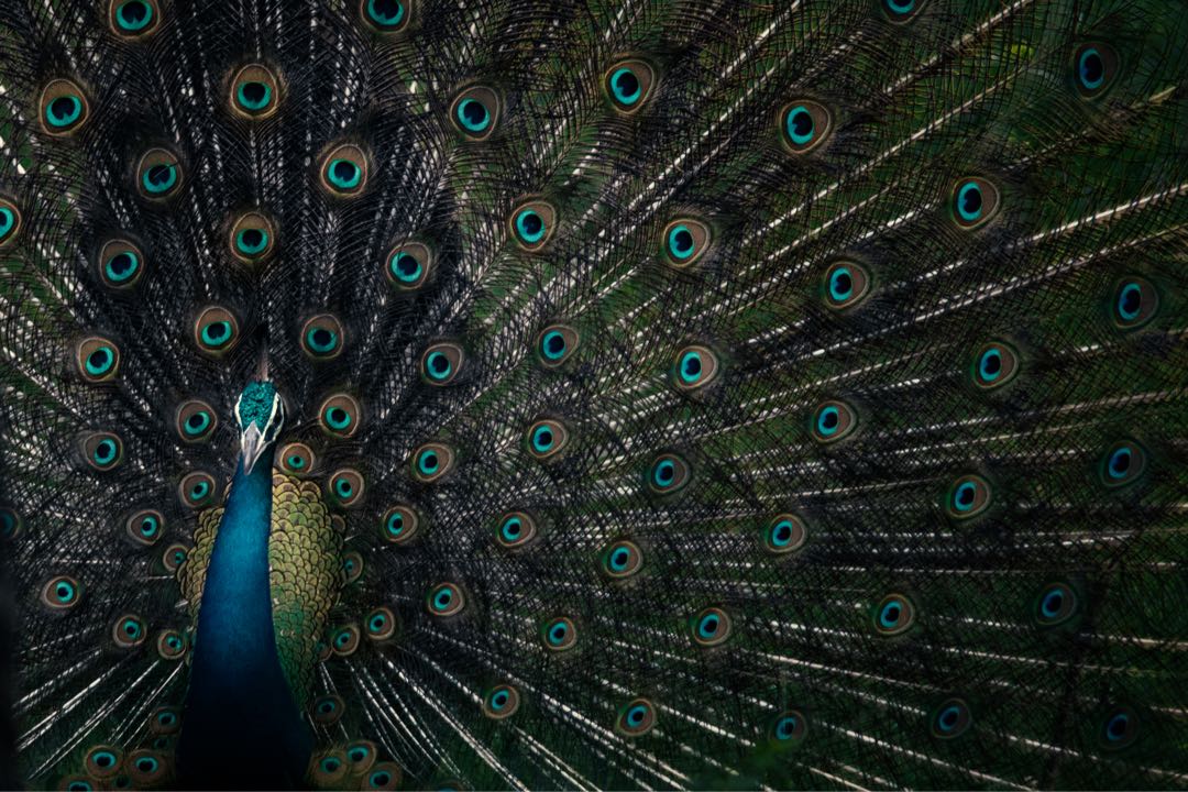 peacock 🦚 