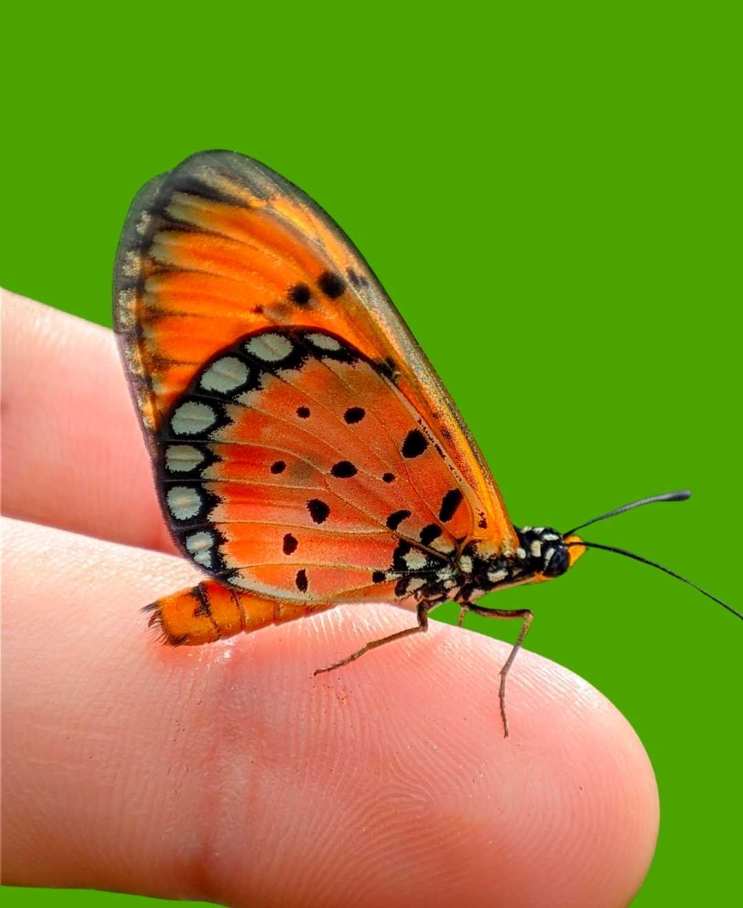 macro