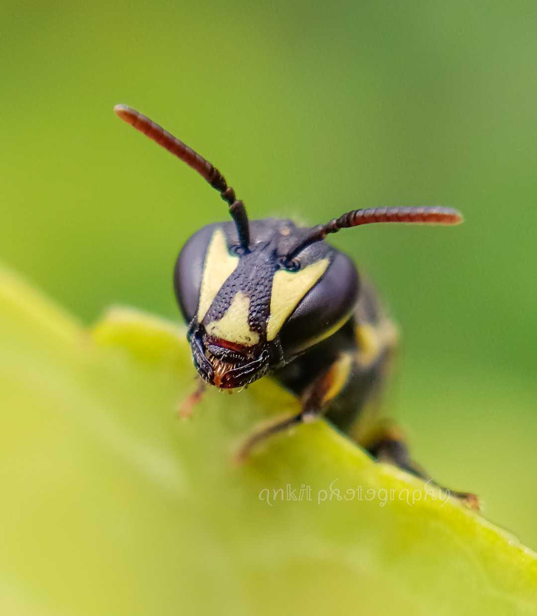 Masked bee...🐝,,,,,,,Hellooo there.....
