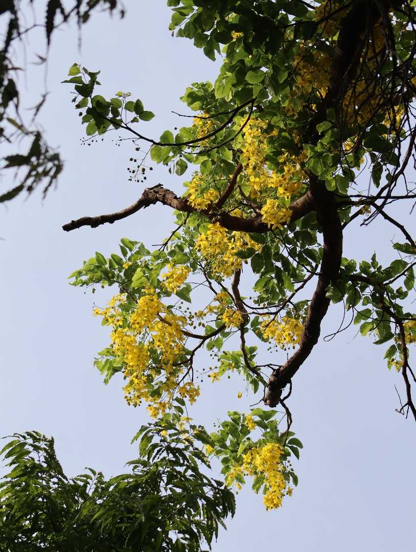 Gilded petals stranded in mid-air. 