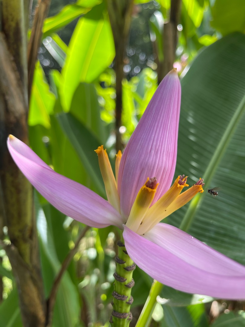 Banana flower 
