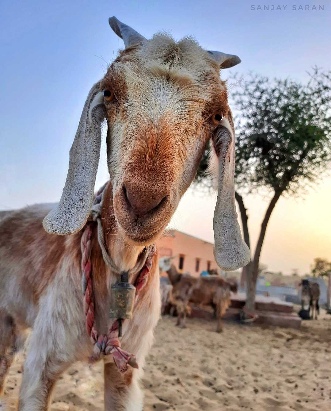 She goat