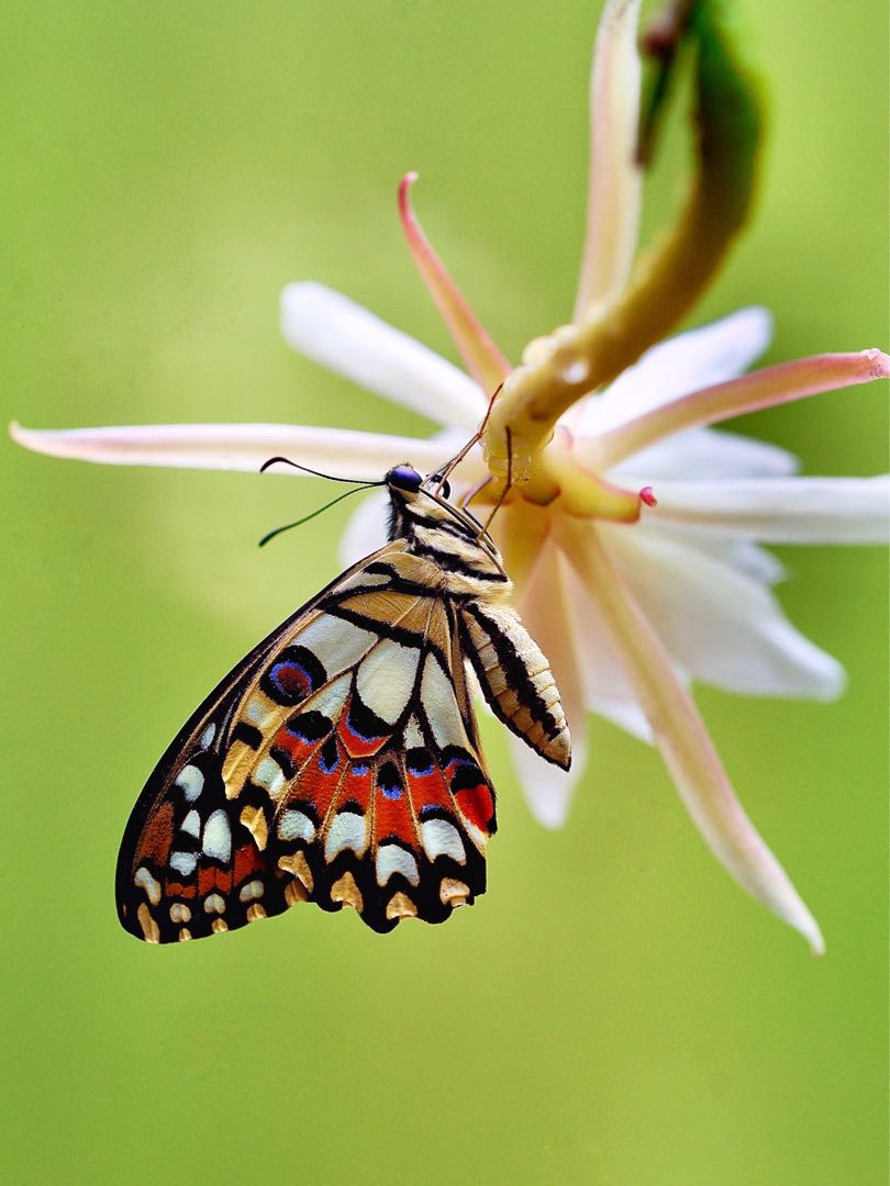 Kupu-kupu jeruk (Papilio demoleus)