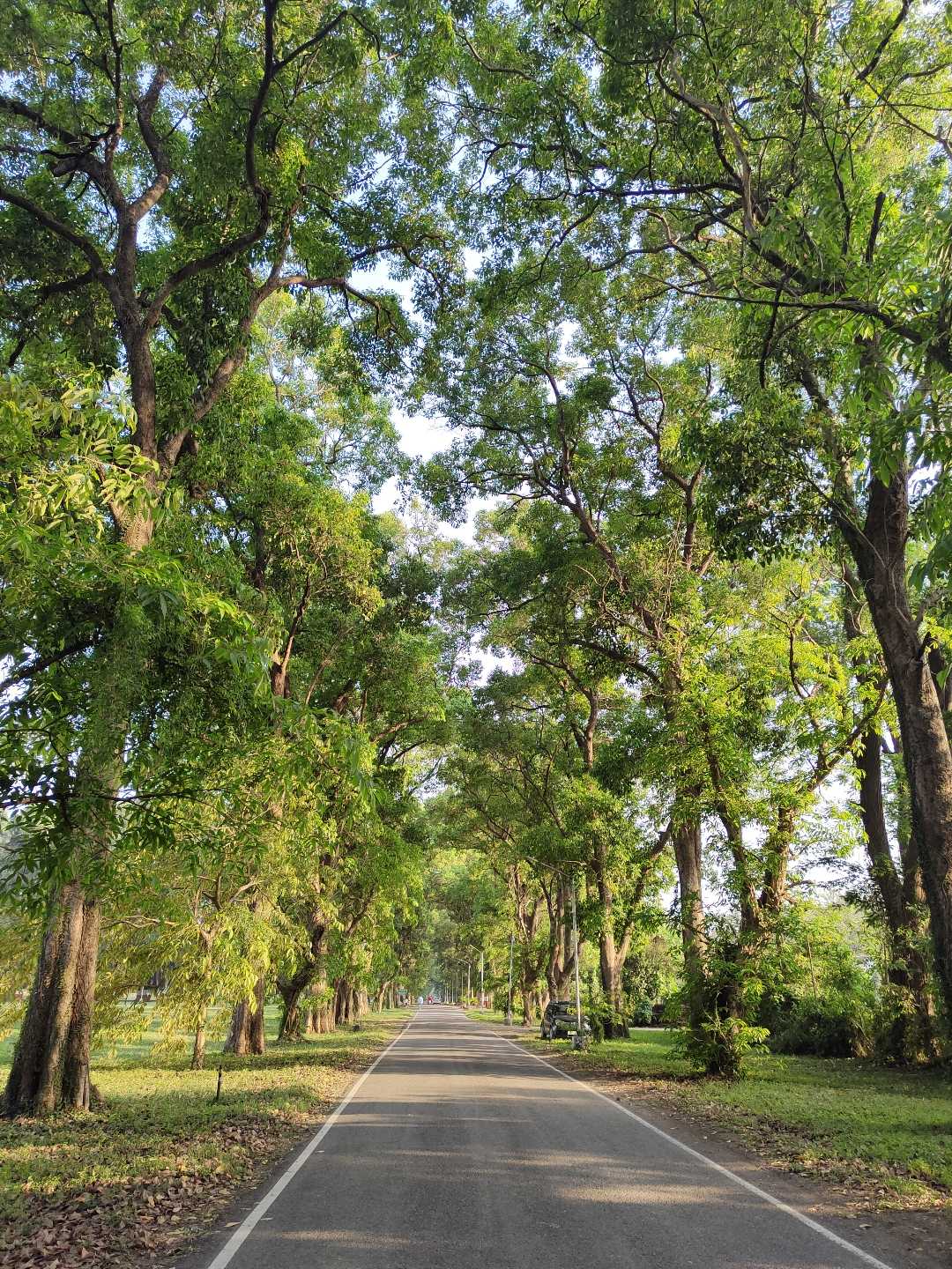 Forest area 💚
