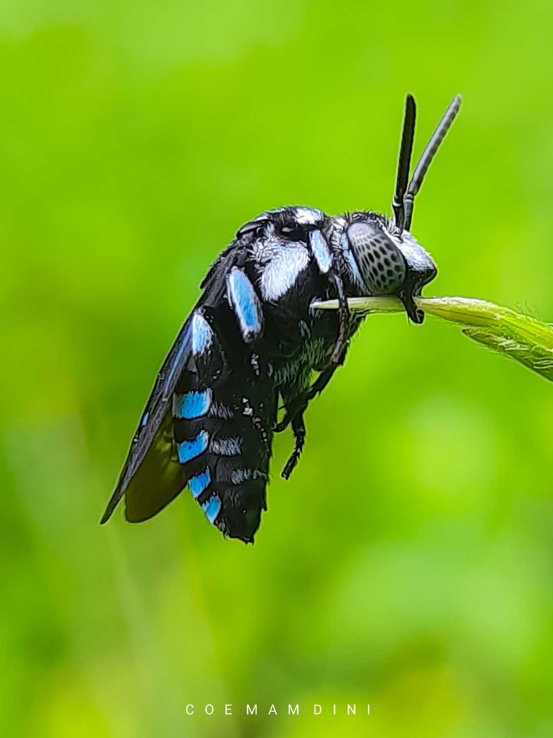 Macro (Flora/Fauna)