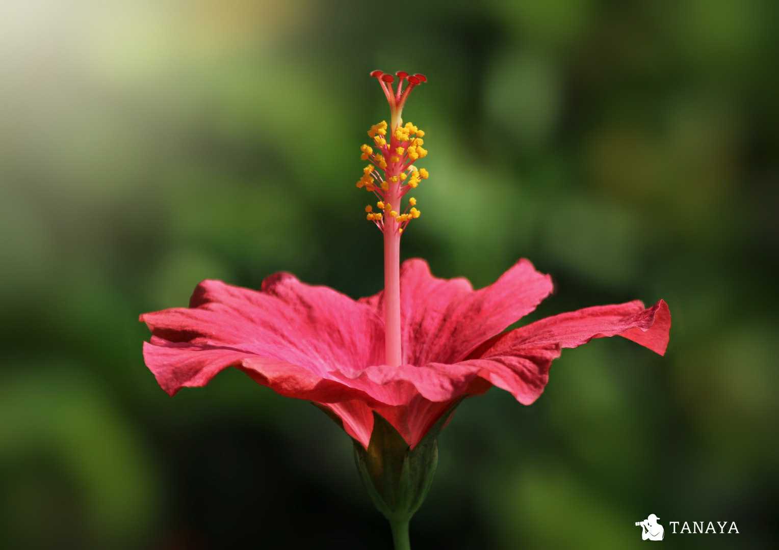 Pink hibiscus 
