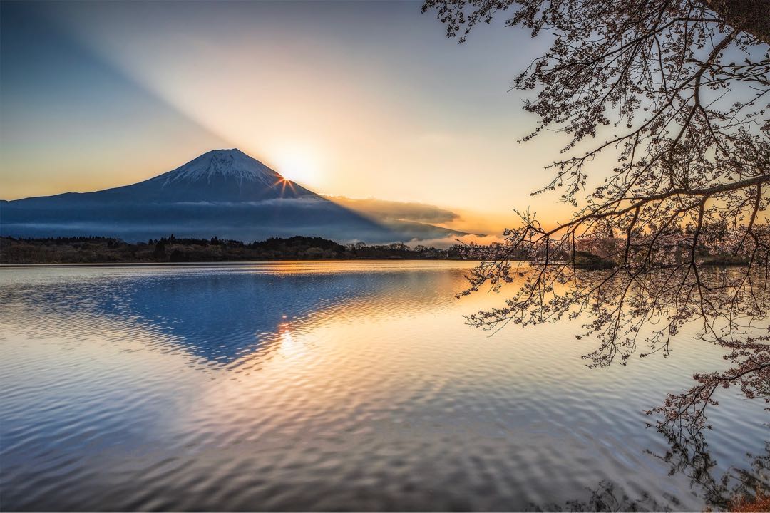 Sakura Framing of Mt Fuji at Tanuki Lake
