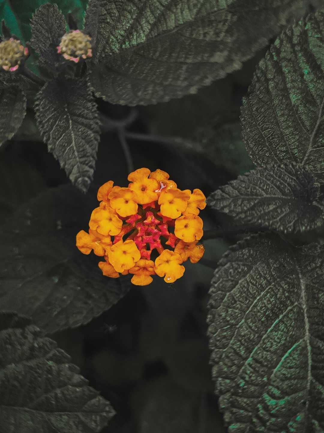 Lantana camara
