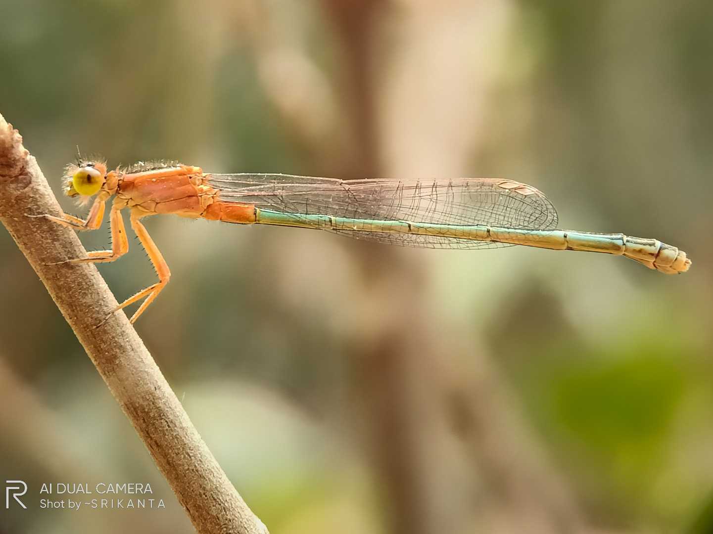 Damselfly 