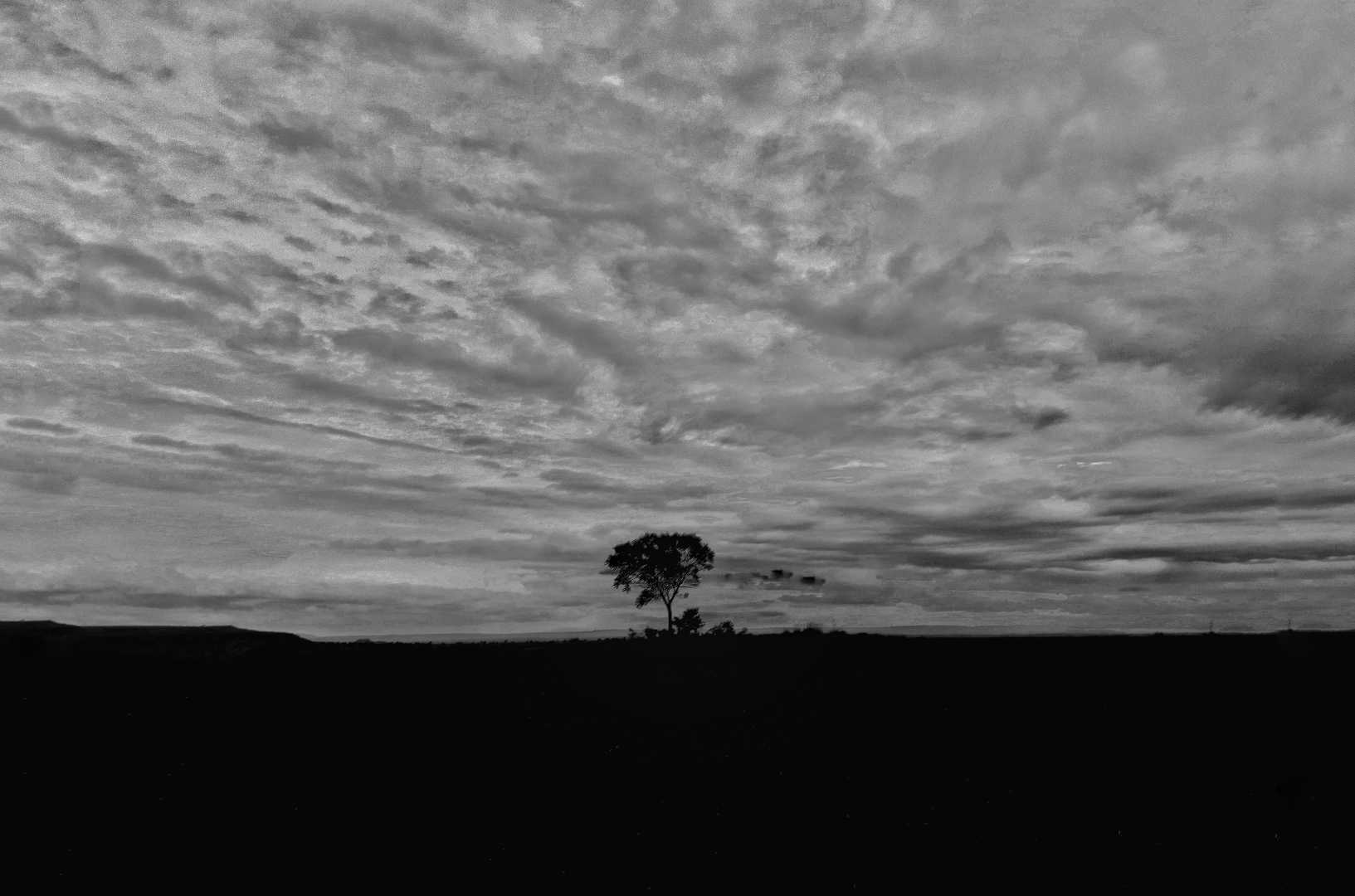 Alone tree